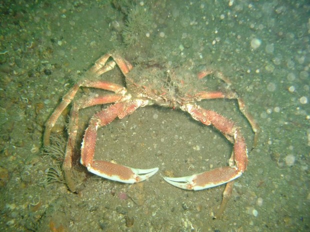 Spider crab - Hyas araneus