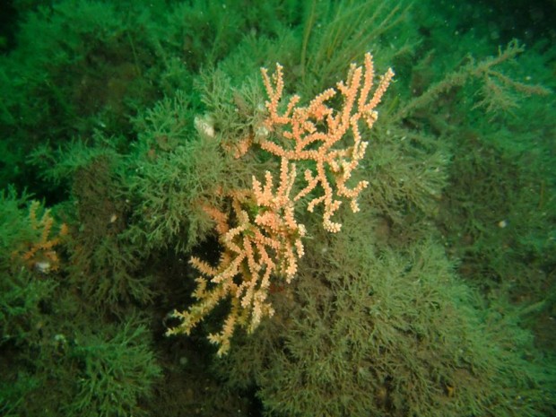 Pink sea fan - Eunicella veruccosa