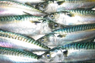 mackerel